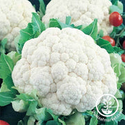 Cauliflower - Snowball Y Improved Garden and Microgreen Seed