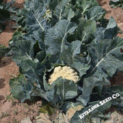 Cauliflower Seeds - Song TJS-65 - Hybrid