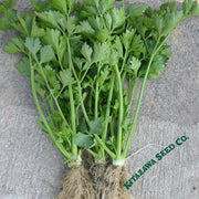 Chinese Celery Seeds - Kintsai Dark Green