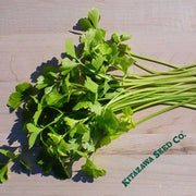 Chinese Celery Seeds - Light Green