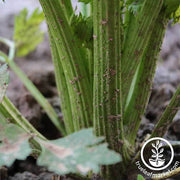 Celery - Utah 52-70 Garden and Microgreen Seed