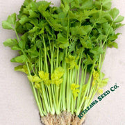 Chinese Celery Seeds - Yellow Stem