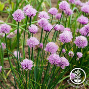 Chives Herb and Flower Seed