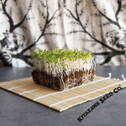 Chrysanthemum Greens - Garland Serrated Leaf - Microgreens Seeds