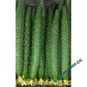 Cucumber Seeds - China Long - Hybrid