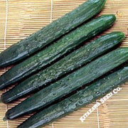 Cucumber Seeds - Tasty Green - Hybrid