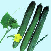 Cucumber Seeds - Tokiwa