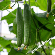 Cucumber Seeds - Yamato Sanjaku