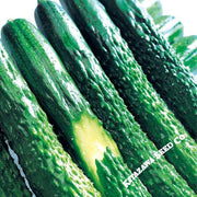 Cucumber Seeds - Zipangu - Hybrid