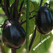 Eggplant Seeds - Kyoto Egg - Hybrid