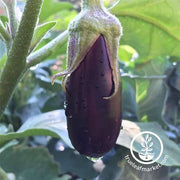 Eggplant Long Purple Seed