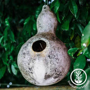 Gourds Birdhouse Vegetable Seed