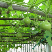 Gourd Seeds - Nam Tao Klom - Hybrid