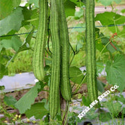 Gourd Seeds - Buab Laem - Hybrid