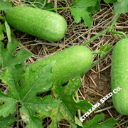 Gourd Seeds - Lai Jud - Hybrid