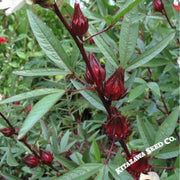 Hibiscus Seeds - Asian Sour Leaf (Roselle)