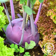 Kohlrabi - Purple Vienna Garden and Microgreen Seed