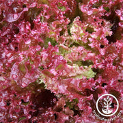 Lollo Rosso Lettuce Leaf Seed