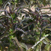 Lettuce Seeds - Purple Sword Celtuce