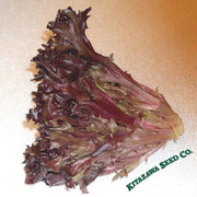 Lettuce Seeds, Leaf - Red Tango