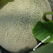 Melon Seeds - Ichiba Kouji - Hybrid