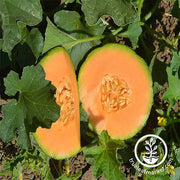 Melon Cantaloupe Minnesota Midget Seed