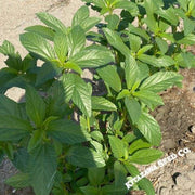 Molokhia - Egyptian Spinach Seeds
