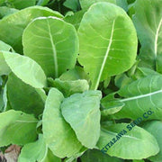 Komatsuna Mustard Seeds - Senposai - Hybrid