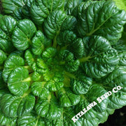 Cabbage Seeds, Pak Choi - Rosette Tatsoi