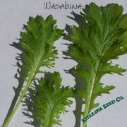 Mustard Seeds - Wasabina
