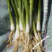 Onion Seeds - Bunching - Heshiko