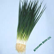 Onion Seeds - Bunching - Kyoto Kujo Negi