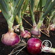 Onion Red Burgundy Seed