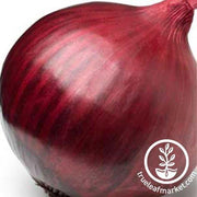 Ruby Onion Vegetable Seeds