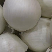 Onion - Bunching - Southport White Globe 404