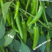 Pepper Seeds - Hot - Korean - Gochujang King - Hybrid