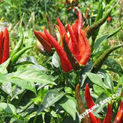 Pepper Seeds - Hot - Thai - Bird