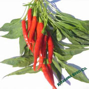 Pepper Seeds - Hot - Thai - Prik Mun