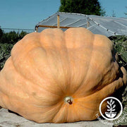 Pumpkin Atlantic Giant Seeds