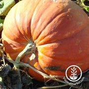 Pumpkin Big Max Garden Seed