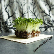 Radish Seeds - Green Stem - Microgreens Seeds