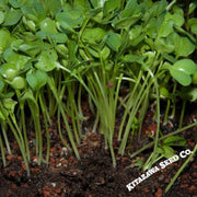 Radish Seeds - Green Stem