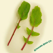 Leaf Radish Seeds - Saisai Purple - Hybrid
