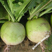 Radish Seeds - Chinese - Mantanghong Improved - Hybrid