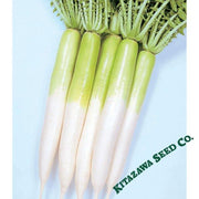 Radish Seeds - Miyashige Green Neck