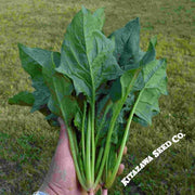 Spinach Seeds - Chinese - Green Arrow - Hybrid