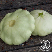 Squash Summer Early White Bush Scallop Seed