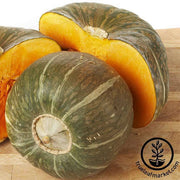 Squash Winter Burgess Buttercup Seed