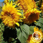 Sunflower Sungold Dwarf Flower Seeds