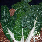 Fordhook Giant Swiss Chard Garden Seed